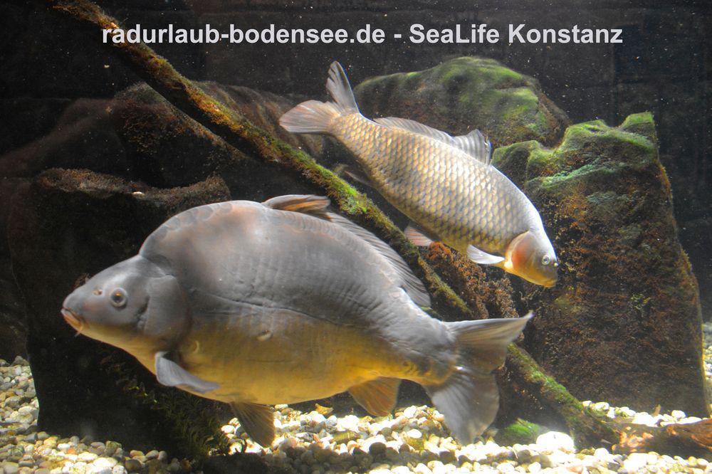 Fietsvakantie aan de Bodensee - SeaLife in Konstanz